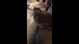 Woman films cute pet raccoon helping her get the clogs out of vacuum