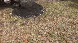 Monarch butterfly did not hatch properly so man offers it to lizard that gobble it up!