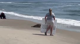 Rehabilitated Gray Seals Released Back to Ocean in Maryland USA