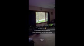 Man’s peace destroyed by window-crashing wild turkey