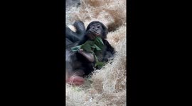 Daisy the Baby Bonobo Tries Solid Food for First Time at the Cincinnati Zoo & Botanical Garden