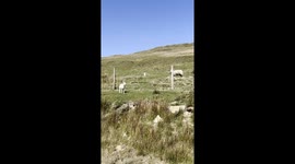 A heartwarming moment during a countryside hike, where a man helps a lost lamb reunite with its mother by gently lifting it over a fence.