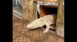 Lucky the Albino Alligator Returns to Outdoor Pond Paradise