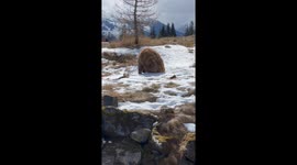 That is one big Grizzly! Hugo Thrives at Alaska Wildlife Conservation Center