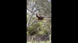Rayma the Orangutan Scores a Perfect 10 at the Phoenix Zoo
