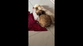 Puppies cool off by curling up with a bottle of ice