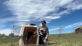 US: Hawk Flyaway After Successful Recovery From Concussion