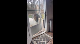 Goat gets stuck on door while trying to enter house in Rochester
