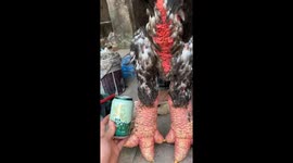Bizarre Chickens With giant, clumsy, Monster Legs Leave Viewers Stunned And They're Super Rare