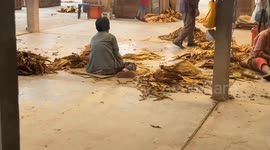 'Human Zoo' cafe sparks outrage with sick view of workers harvesting plants