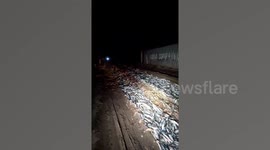 Cops investigate after fishermen block road with tonnes of dead fish