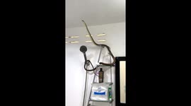 Wild snake coils around shower unit in hair salon bathroom