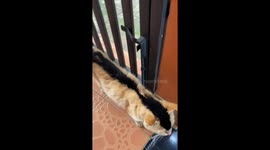 Unique ginger cat with black stripe spotted in Bandung