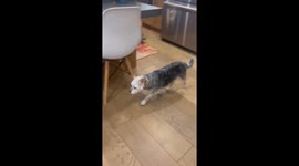 Dog Prioritizes Walk Over Kibble