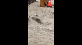 Dead Sea life dolphins sea lions whales sharks pelicans and more