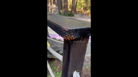 From cute to ‘nope!’: When ladybugs aren’t really ladybugs