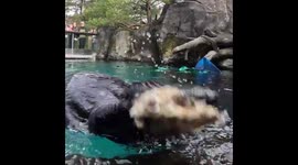 Otterly Satisfying: ASMR Snacking at the Oregon Zoo