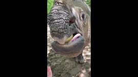 Asha the Rhino Devours Honeydew Like It’s Her Job at the Fort Worth Zoo