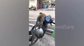 Rampaging pet monkey attacks children in Thailand