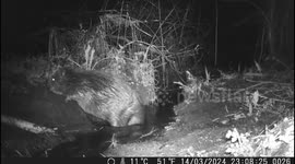 Amusing footage captures beaver farting