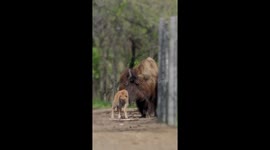So cute!! Earth Day Surprise: Baby Bison Joins the Bronx Zoo Herd!