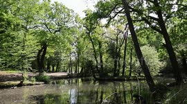 Highams Park Lake in Epping Forest, London, UK