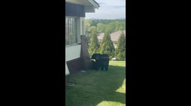 A mama black bear and her four small cubs play in a residential yard in Asheville, NC. The mama bear drinks from a bird bath. The bear cubs climb small trees to play and eat berries. The mother bear playfully knocks them out of trees and wrestles them.
