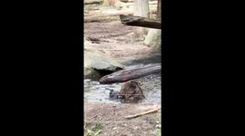 Huckleberry the Grizzly Joyfully Discovers His Perfect Stick