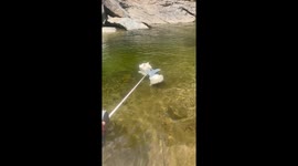 15-year-old husky becomes the 'Great White Grump' in his shark life jacket swim adventure