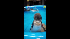 Just Keep Swimming! Little Blue Penguin Chicks Take Their First Adorable Swims