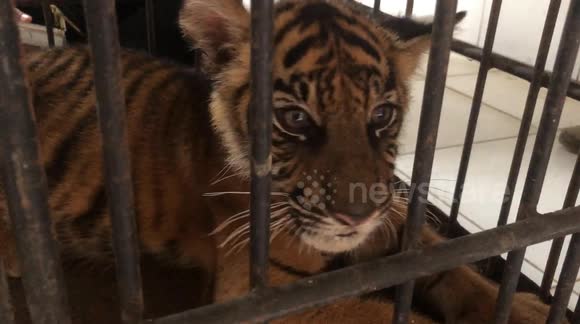 Birth of Banun, Sumatran Tiger Baby in Indonesia Amid Population Threats