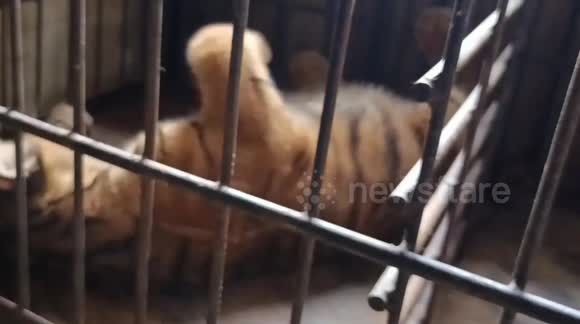 Adorable Sumatran Tiger Cubs After Birth in Indonesia