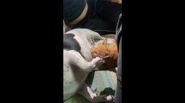 Cat suckles dog in San Juan before stopping when filmed