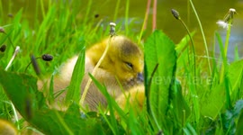 Goslings Snooze and Ducklings Paddle on Bridgewater Canal as UK Hits Record Highs – Sale, Manchester