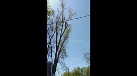 Cut Tree Branch Lands Perfectly Upright