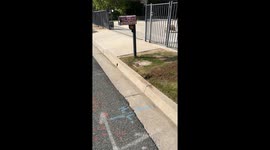 Helping a lost pot-bellied pig get home