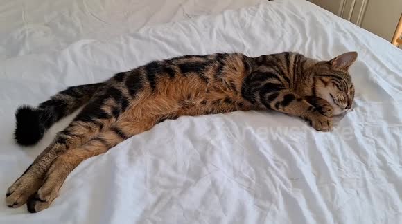 On a warm Friday, our Bengal mix cat enjoys the ultimate nap on his owner's bed. Watch as he stretches, rolls over, and basks in total relaxation - pure bliss in feline form