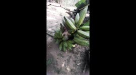 Don’t touch my bananas! Furious opossum takes a stand in Colombia