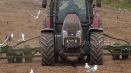 Farming UK, Tractor field furrowing in early summer, Nansledan Valley, Cornwall, UK