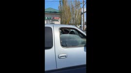 Golden dog unbothered by barking dogs in Vancouver