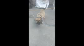 Man rescues puppy from large snake that was strangling it