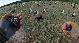 620,000 Albatross Nests Counted at World’s Largest Colony