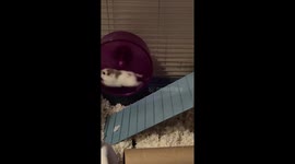 Hamster Runs Fast on Hamster Wheel