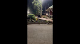 Bear!’—A peaceful family photo turned into a heart-pounding escape in Gatlinburg