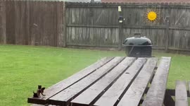 US: Pea-sized hail hits Munford, Tennessee