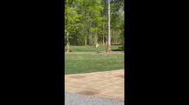 Inseparable Aussie duo shares frisbee in perfect harmony