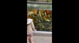 Apparently Koi Fish Compliment