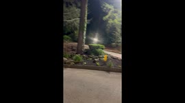 Bear!’—A peaceful family photo turned into a heart-pounding escape in Gatlinburg