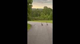 Unexpected traffic jam in Pigeon Forge, TN! These geese were on Tennessee Time! No worries and not in a hurry!