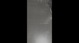 Dog in Santa Rosa gives owner a funny look after being tied up